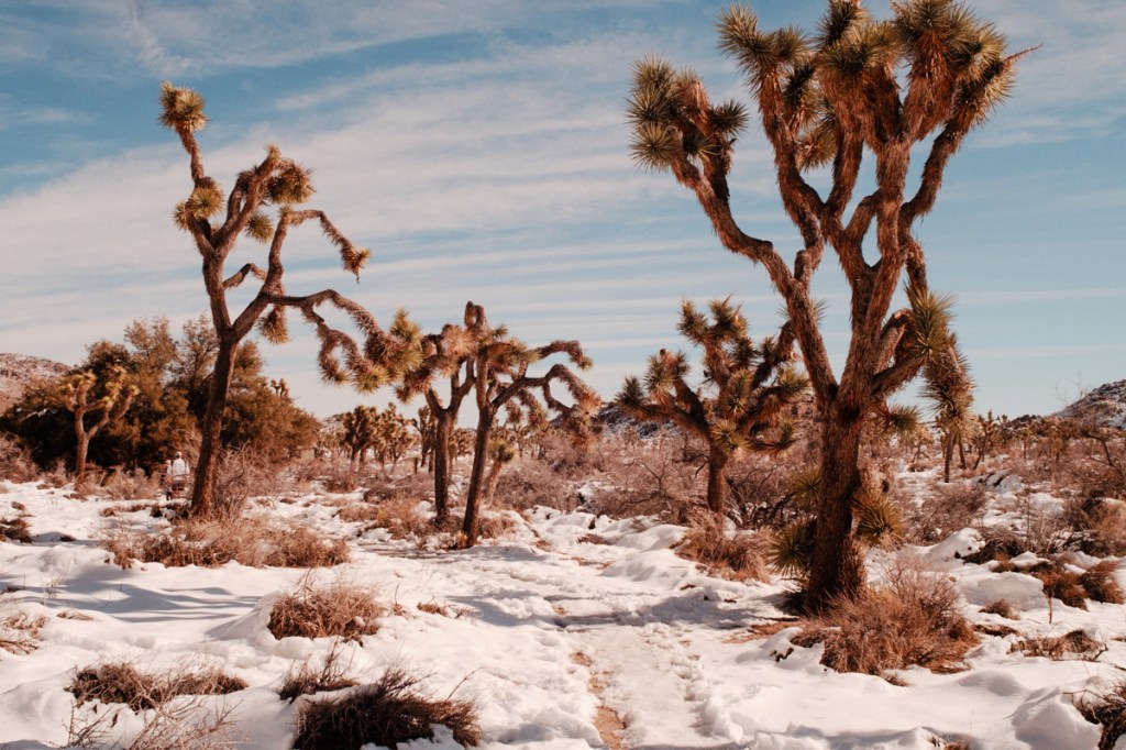 The New Year’s Day Tradition We Started in Joshua&nbsp;Tree