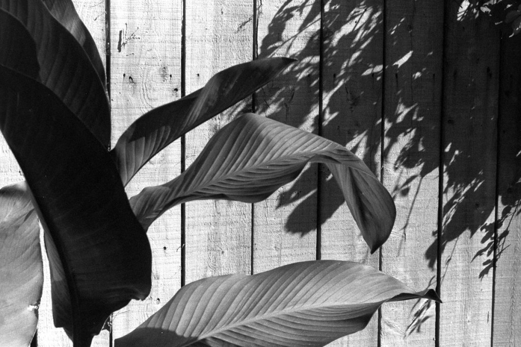 Black and white photo of leaves in front of a fence, shadow of other leaves.