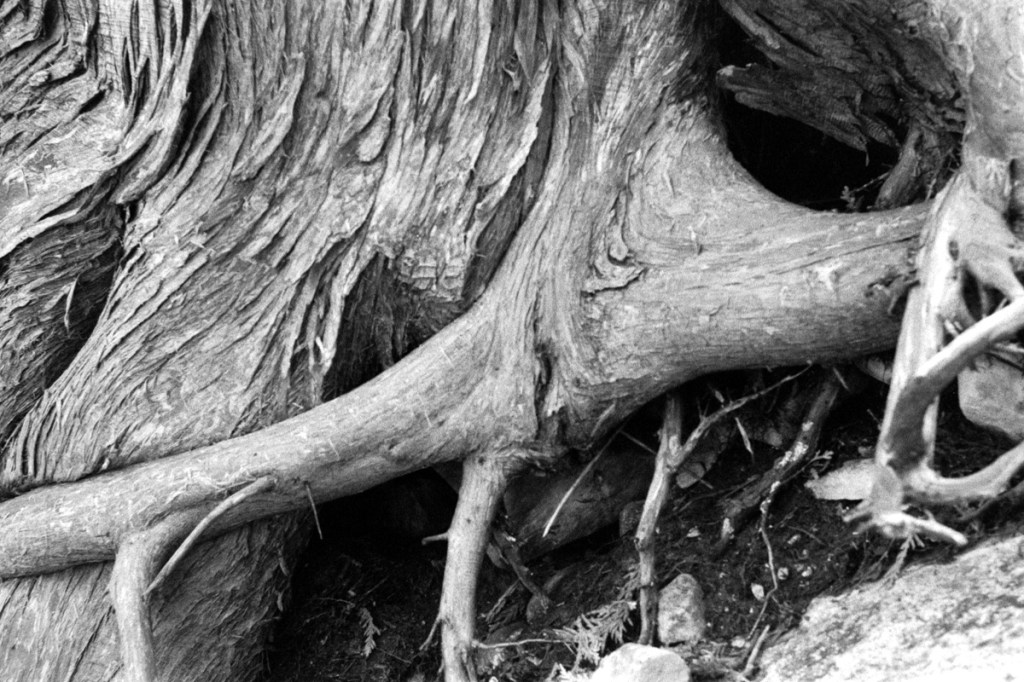Black and white photo of tree roots.